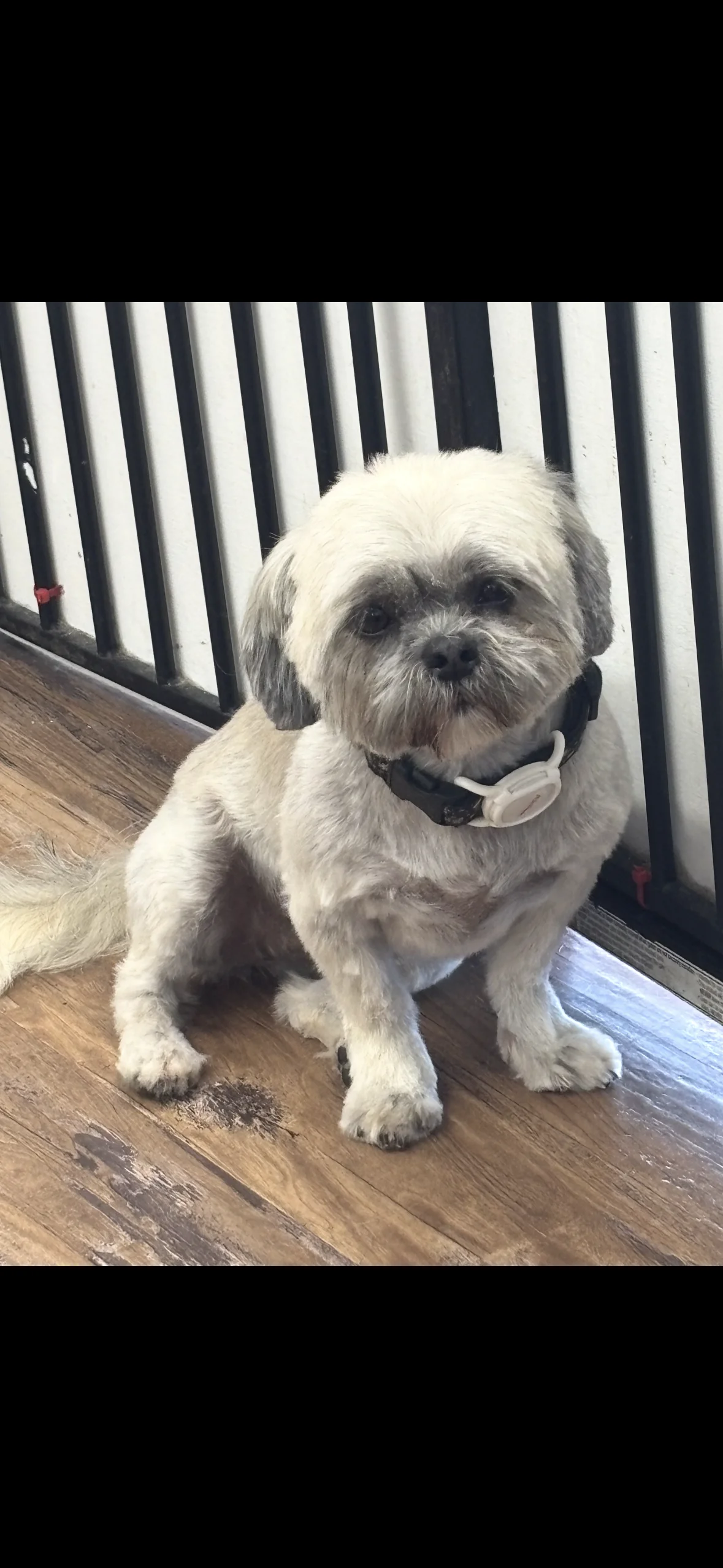 Dog's Delight pet grooming photo