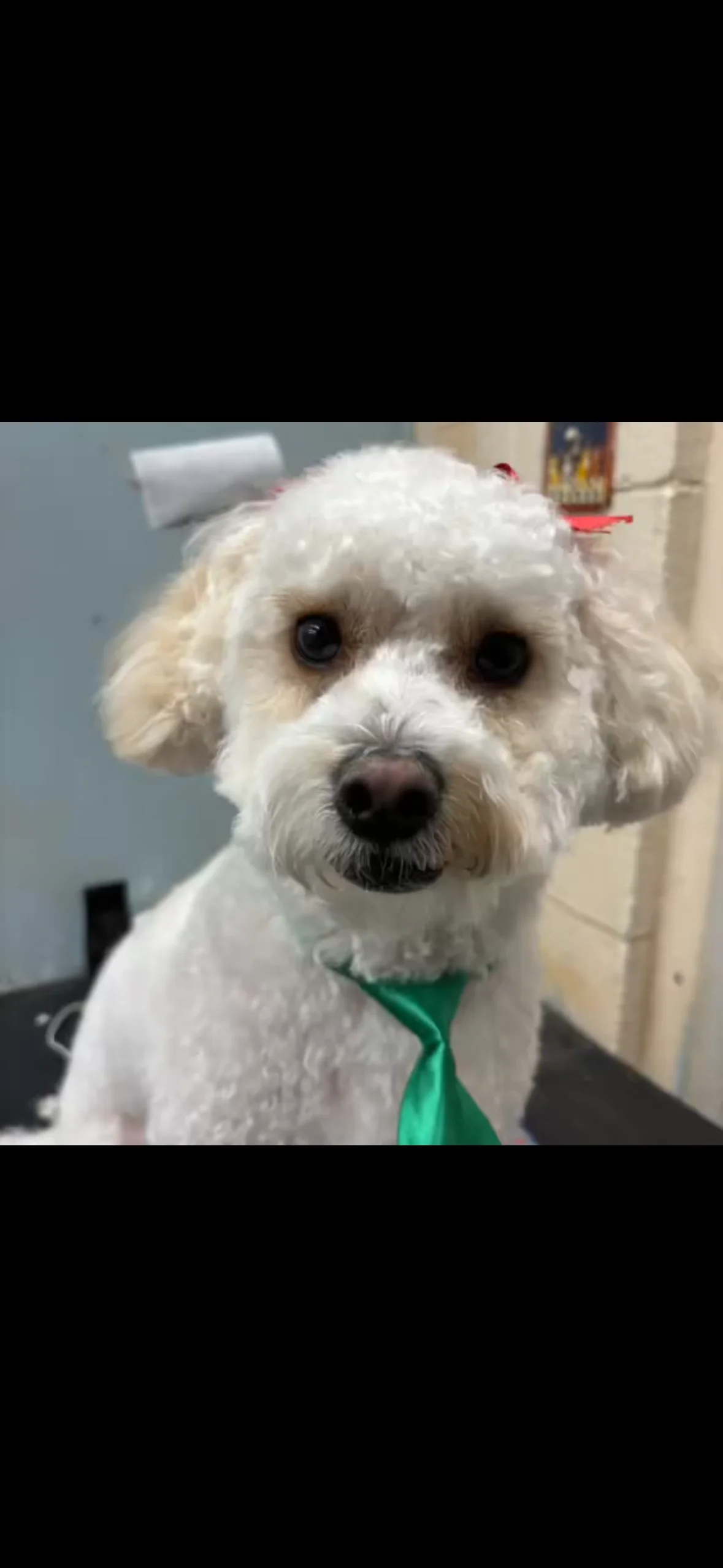 Dog's Delight pet grooming photo