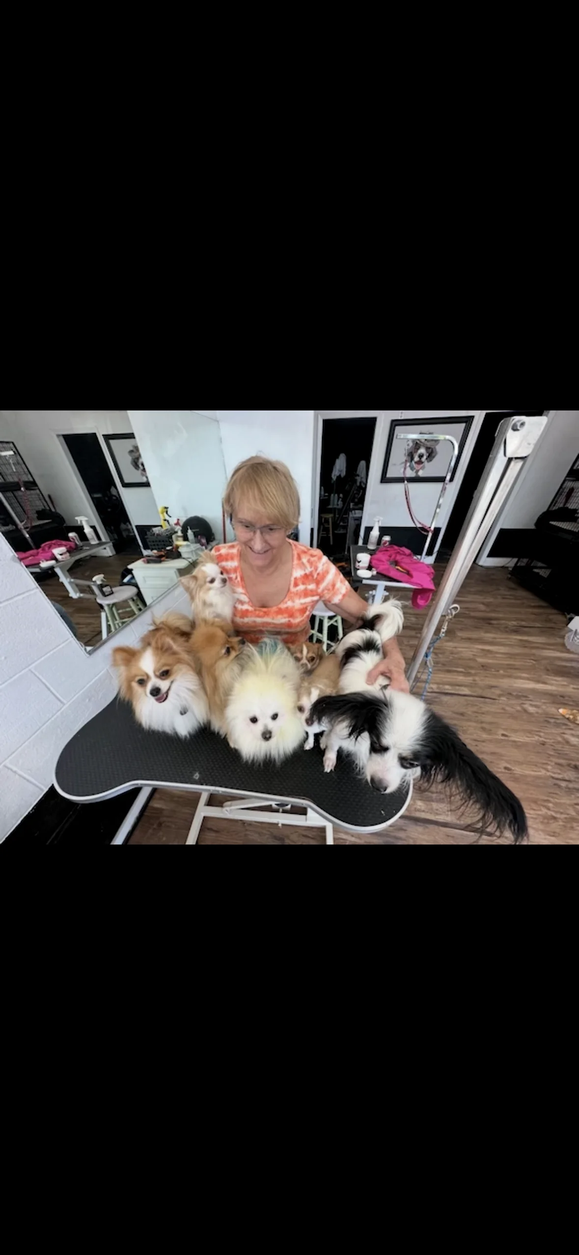 Dog's Delight pet grooming photo