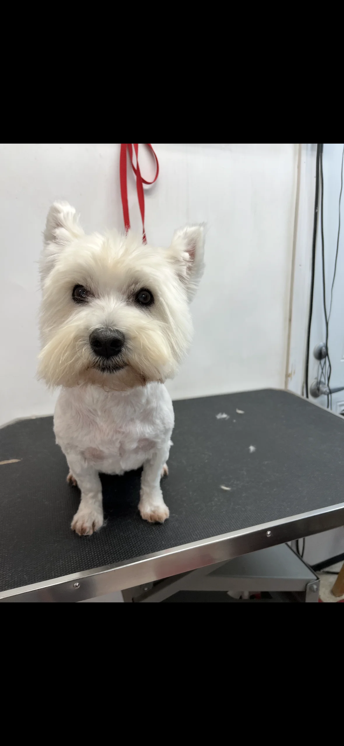 Dog's Delight pet grooming photo