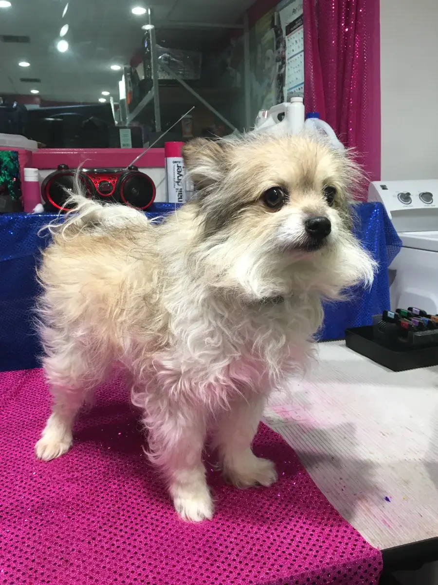 Dog's Delight pet grooming photo