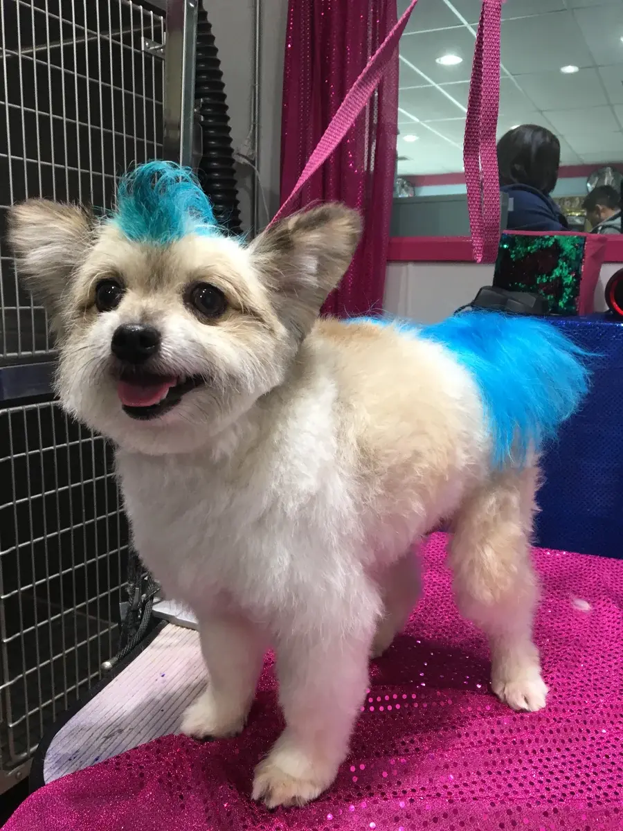 Dog's Delight pet grooming photo