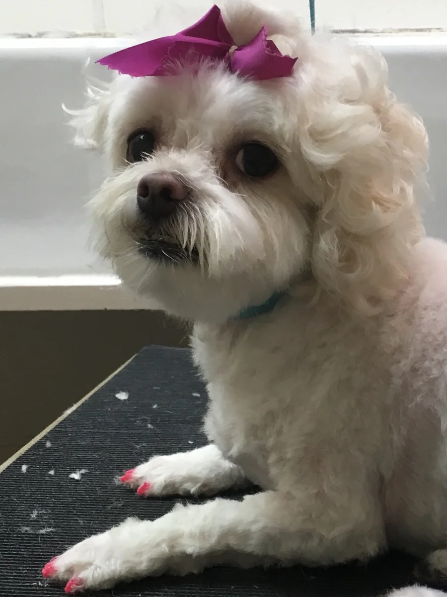 Dog's Delight pet grooming photo